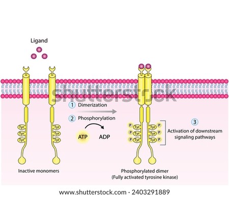Tyrosine kinase receptor. Dimerization, phosphorylation, activation and cellular response. Cell membrane receptors for ligands as growth factors and cytokines binding. Insulin receptor. vector design