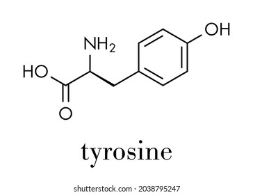 Tyrosine (l-tyrosine, Tyr, Y) amino acid molecule. Skeletal formula.