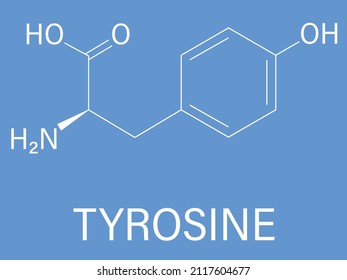 Tyrosine or l-tyrosine, Tyr, Y, amino acid molecule. Skeletal formula.