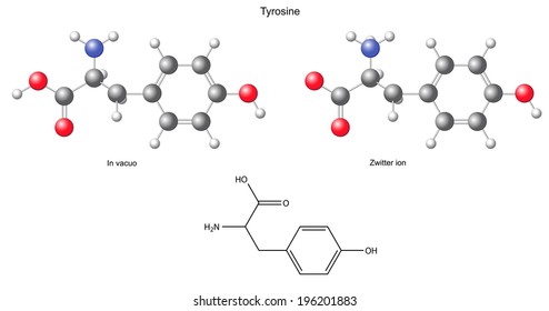 Tyrosine (Tyr) - chemical structural formula and models, amino acid, in vacuo, zwitterion, 2D and 3D illustration, balls and sticks, isolated on white background, vector, eps8