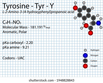 Tyrosine - Tyr - Y - Amino Acid molecular formula, chemical structure, pKa, pKb, codons, mass. 2D Ball and stick model on school paper sheet background.
