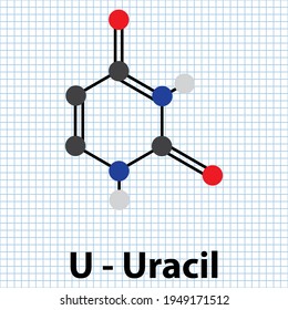U - Uracil Nitrogenous base molecular structure. DNA nucleotide base pyrimidine biomolecule ball and stick model.