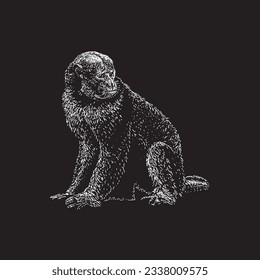 uakari hand drawing vector isolated on black background.