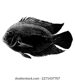 Uaru Cichlid hand drawing vector isolated on white background.