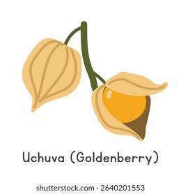 Uchuva flat vector illustration. Uchuva or Cape gooseberry or goldenberry cartoon clipart style isolated on white background. Unusual and Lesser-known fruit concept
