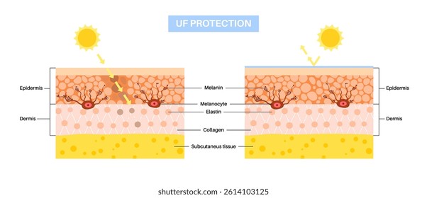 UF protection. Melanin and melanocytes in the human body. Skin pigmentation concept. Sunscreen absorbs harmful UV rays, protecting cells in dermis and epidermis from sun damage vector illustration