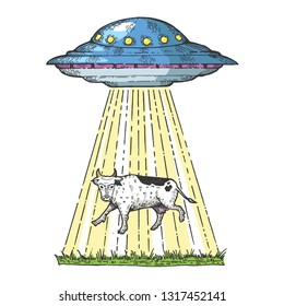 UFO kidnaps the cow color sketch engraving vector illustration. Scratch board style imitation. Hand drawn image.