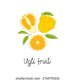 Frutos de Ugli sobre fondo blanco. Cartel dibujado a mano. Ilustración vectorial de material.