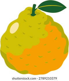 Ugli fruit vector illustration isolated on white background.
