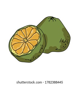 Ugli green exotic citrus, unusual juicy fruit, vector hand draw illustration for design and creativity