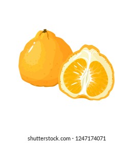 uglifruit isolated on white background. Bright vector illustration of colorful half and whole of juicy uglifruit. Fresh cartoon