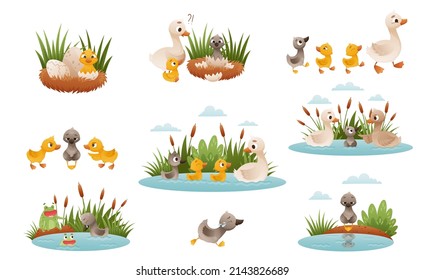 Ugly duckling fairy tale. Duckling is born into family of geese cartoon vector illustration