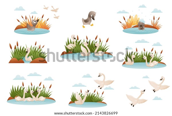 Ugly duckling fairy tale. Lonely\
duckling finding new family cartoon vector\
illustration