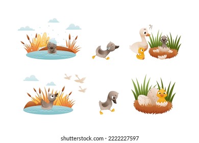 Ugly duckling fairy tale scenes set. Lonely little duckling swimming in pond cartoon vector illustration