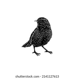 uguisu bird illustration isolated on white background