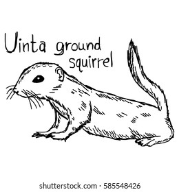 Uinta ground squirrel - vector illustration sketch hand drawn with black lines, isolated on white background