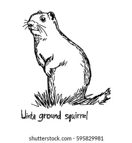 Uinta ground squirrel - vector illustration sketch hand drawn with black lines, isolated on white background