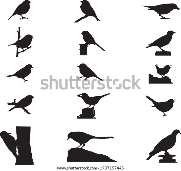 Uk Garden Birds Vector Illustration Set Stock Vector (Royalty Free ...