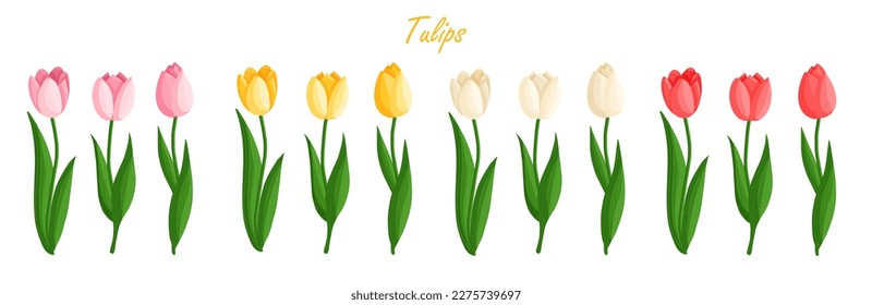 ulips flowers set. Floral plants with bright petals. Botanical vector illustration on isolated background. Spring flowers for women's day, mother's day, easter and other holidays.