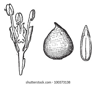 Ulmaceae, mit Blumenquerschnitt (links), ganzen Samen (Mitte) und Samenquerschnitt (rechts), Vektorgrafik in Vintage. Wörterbuch der Wörter und Dinge - Larive und Fleury - 1895