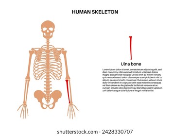 Ulna bone anatomy. Forearm in human skeletal system diagram. Skeleton in male silhouette. Bones, cartilage and joints in man body, x ray shoulders, elbows and pelvis medical vector illustration