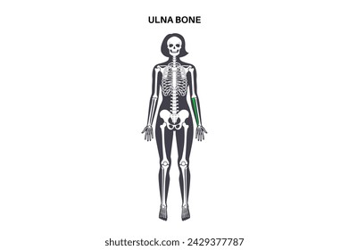 Ulna bone anatomy. Forearm in human skeletal system diagram. Skeleton in female silhouette. Bones, cartilage and joints in woman body, x ray shoulders, elbows, pelvis medical vector illustration.