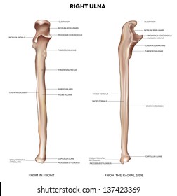 Ulna. Detailed medical illustration from in front and the radial side. Latin medical terms. Isolated on a white background.