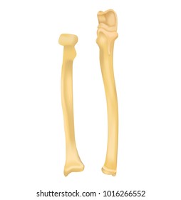 Ulna And Radius 