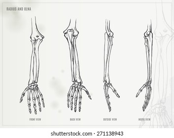 Ulna, Radius And Hand Bones