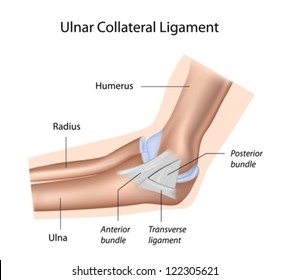Ulnar collateral ligament of elbow
