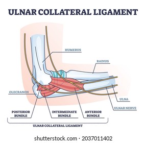 Ulnar collateral ligament or UCL with anatomical structure outline diagram. Labeled educational elbow inner parts with xray view vector illustration. Posterior, intermediate and anterior bundle scheme