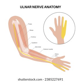 Ulnar nerve anatomical poster. Single nerve in the peripheral nervous system. Abnormal sensations in the little finger, elbow and wrist region medical flat vector illustration for clinic or education.