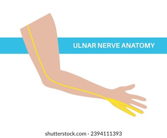 Ulnar nerve anatomical poster. Single nerve in the peripheral nervous system. Abnormal sensations in the little finger, elbow and wrist region medical flat vector illustration for clinic or education.