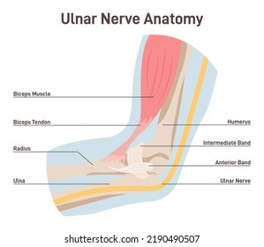 Ulnar nerve anatomy. Human elbow anatomy with bones, muscles and nerves. Didactic scheme of anatomy of human neural system. Flat vector illustration