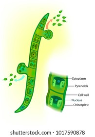 ulothrix structure