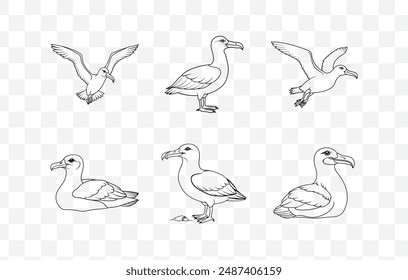 Ultimate Albatross Line Art Vector Set: Elegant And High Quality Designs for Creatives