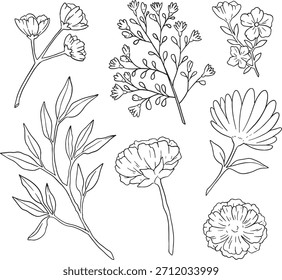 El Paquete definitivo de más de 70 Elementos de arte de líneas botánicas dibujadas a mano. Con flores silvestres detalladas, subgrupos estilizados, hojas y bayas abstractas. Perfecto para proyectos de Grande escala como branding.