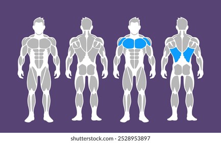 A anatomia final dos músculos do corpo masculino em vetores