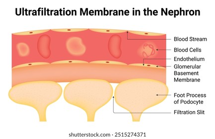 Membrana de Ultrafiltração no Diagrama de Ilustração de Vetor de Design de Ciência Nephron