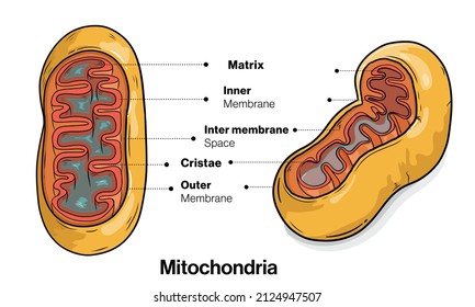 Ultrastructure Of Mitochondria In White Background 