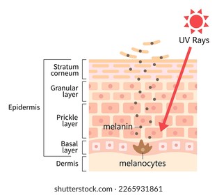ultraviolet light and healthy skin cell turnover illustration. shedding dead skin cells and replacing them with younger cells. Beauty skin care concept
