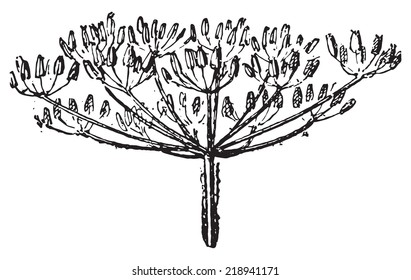 Umbel, vintage engraved illustration. Dictionary of words and things - Larive and Fleury - 1895.