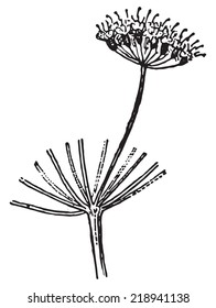 Umbellet, vintage engraved illustration. Dictionary of words and things - Larive and Fleury - 1895.