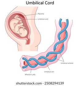 estructura del cordón umbilical, arterias, vena, gelatina de Wharton, con contexto de conexión fetal con el diagrama de placenta Ilustración vectorial esquemática dibujada a mano. Ilustración educativa de ciencia médica