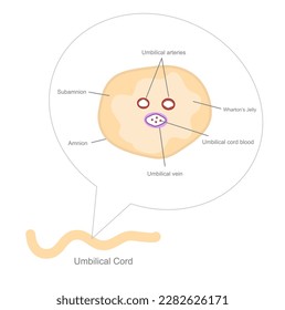 The Umbilical cord structure that shows the important component in cross section view : Umbilical arteries and vein, subamnion, amnion, cord blood and Wharton's jelly.