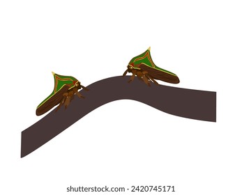 Umbonia Spinosa on a white background.