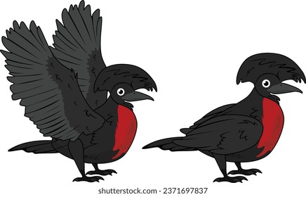 Umbrella bird in flying and standing pose