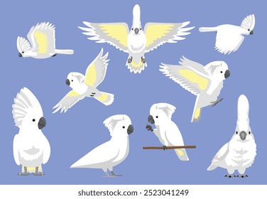 Umbrella Cockatoo Bird White Parrot Various Poses Vector Illustration