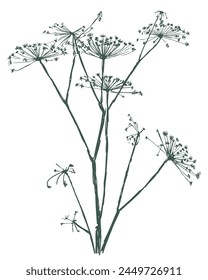 Umbrella flower bunch silhouette stem wildflower botanical grass summer isolated on white outline vector illustration