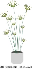 umbrella palm is a grass-like plant in the large genus Cyperus of the sedge family Cyperaceae. 